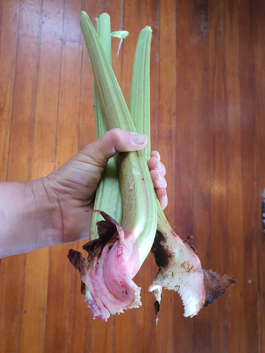It would seem popping up wind break on both sides of my rhubarb to protect it from the prevailing winds has paid off...
Finally I have Rhubarb to be proud of!  : o)