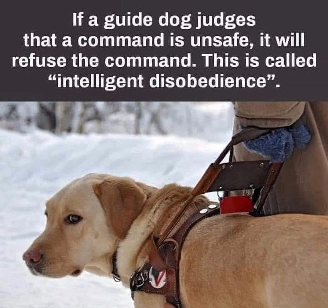 This tweet has nothing to do with dogs.