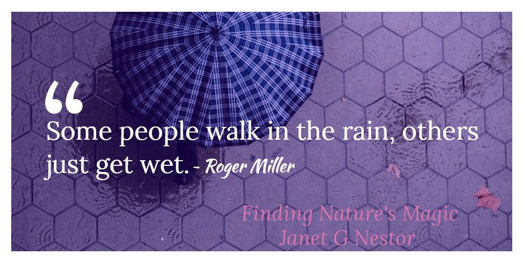 JanetNestor's tweet photo. "Some people walk in the rain, others just get wet." - Roger Miller 
#ThoughtStarter #MindfulLiving #FindingNaturesMagic https://t.co/3Nl1H60SBB