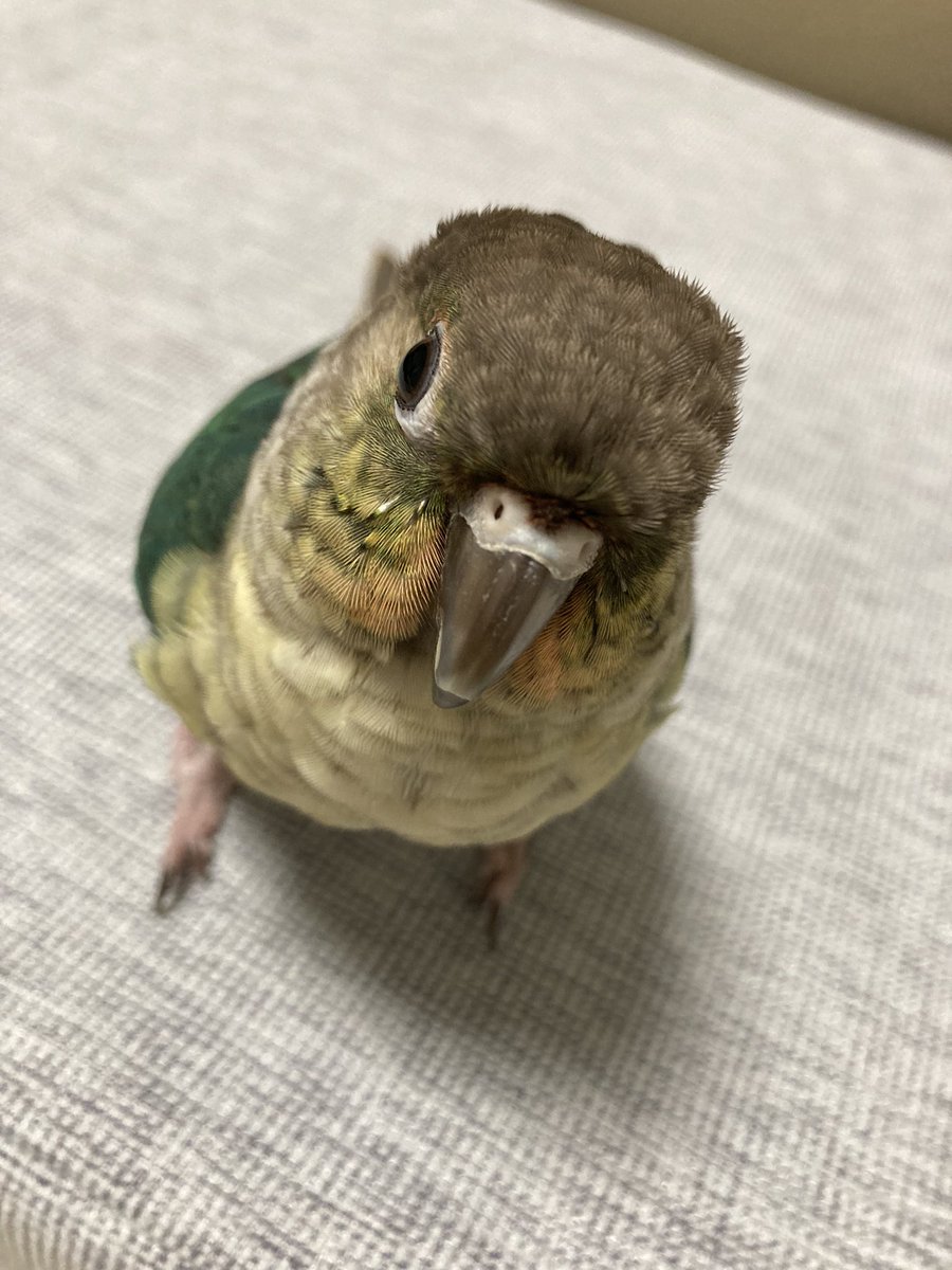 grimoonforbird's tweet photo. GRIMOON鳥スタッフ紹介
くりくりのおめめがチャームポイントです🥺✨
むーさん
2021年6月30日うまれ
ウロコインコ ワキコガネブルー
#grimoonforbirds
#GRIMOON
#ウロコインコ https://t.co/quzGlCfUYV