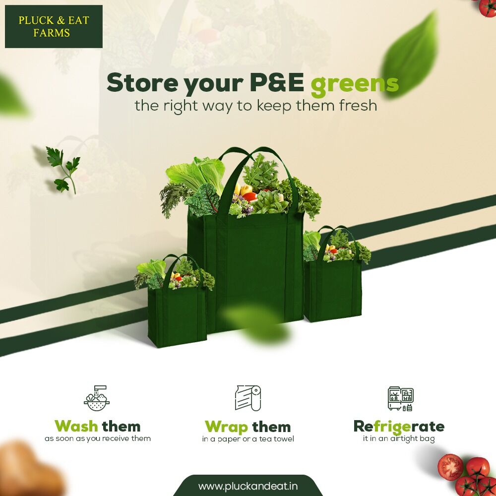 EatPluck's tweet photo. While we do our part in delivering fresh greens to you, you do yours by storing them the right way. Just follow these three simple steps and you will have spotless veggies throughout the week.

#pluckandeat #pluckandeatfarms #hydroponicfarms #vegetables #food #healthyfood #fresh https://t.co/JFiMN6mxri
