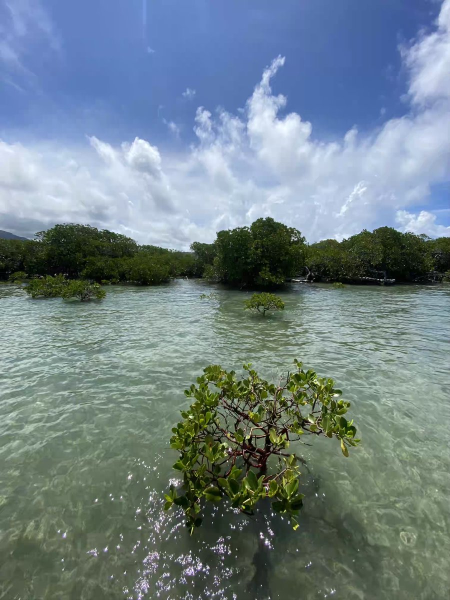 UMREntropie's tweet photo. 👏 Mise à l'honneur travail de thèse de @MaximeDuphil "Vulnérabilité côtière et les services écosystémiques de protection du littoral"
@UMREntropie @ird_fr @UmrEspaceDev @unc_nc @Sorbonne_Univ_
Collab @Ifremer_fr @ProvinceNord #ADECAL #LabexCorail #Touho https://t.co/OBHYEq6cWX