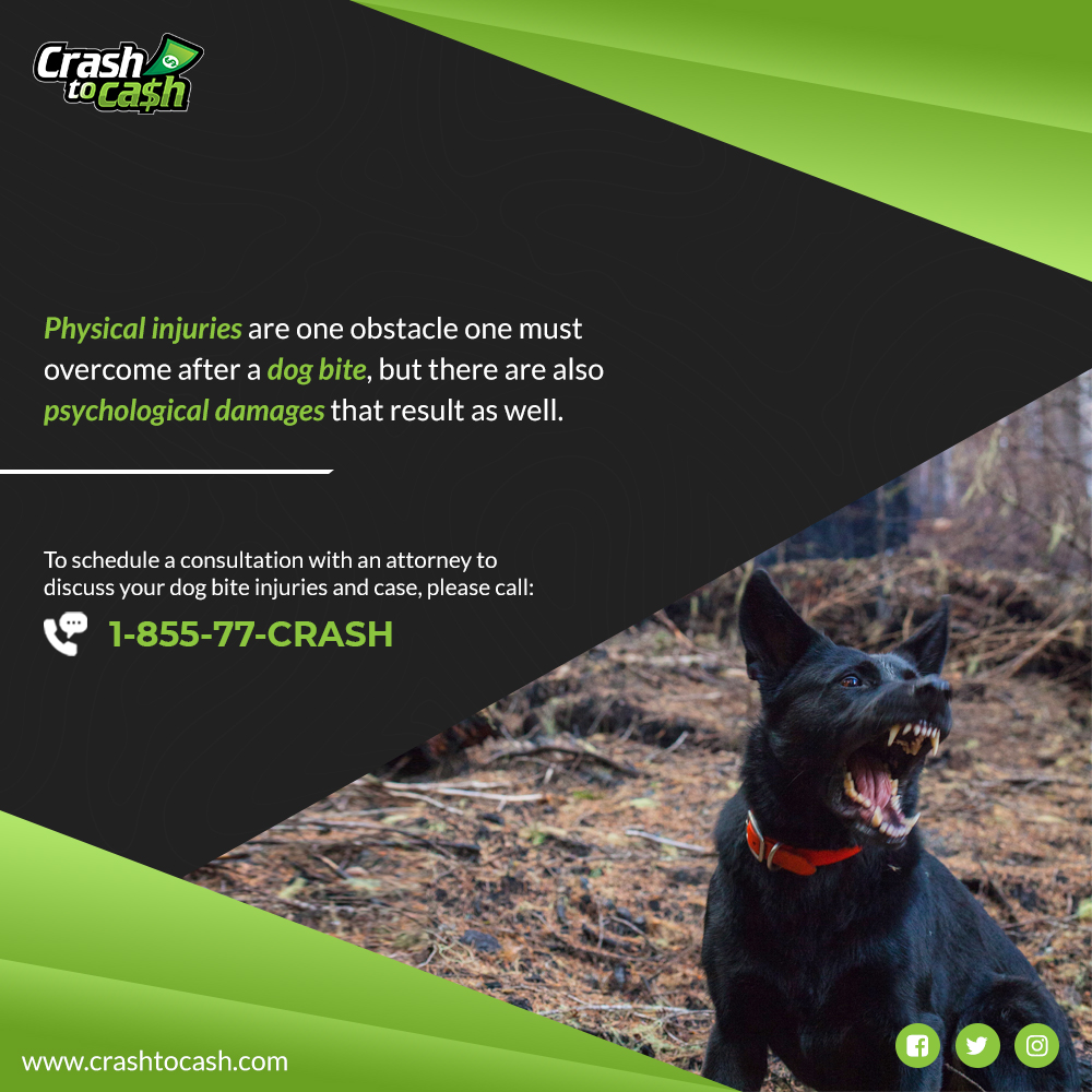 Physical injuries are one obstacle one must overcome after a dog bite, but there are also psychological damages that result as well. 

Call on 1-855-77-CRASH 

crashtocash.com/dog-bite-incid… 

#personalinjuryattorney #crashtocash #attorney #georgialawyer #yourcasedeservesus #doctor