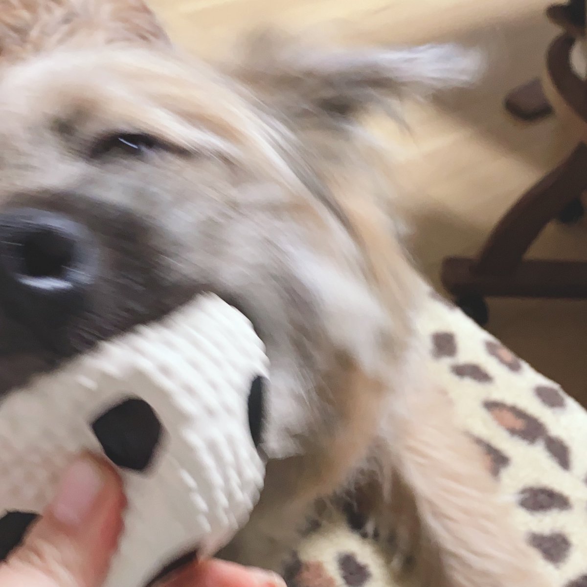 だいすきなボール⚽️