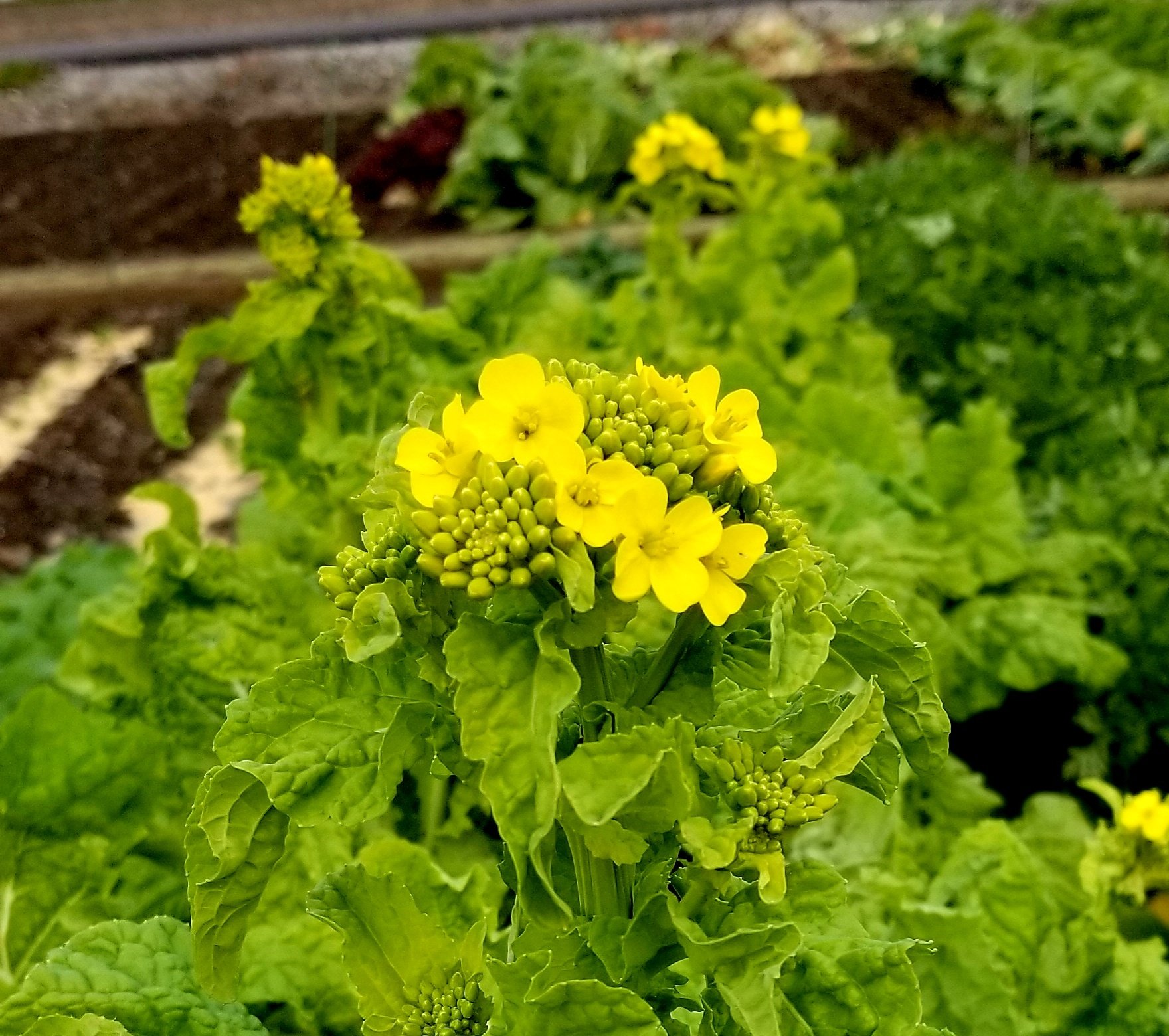 ももまる 母 秋に種まきした寒咲き菜の花 菜の花のパスタはやめてしばらく眺めます 今日ものんびり まる T Co Ao1eqwgzgd Twitter