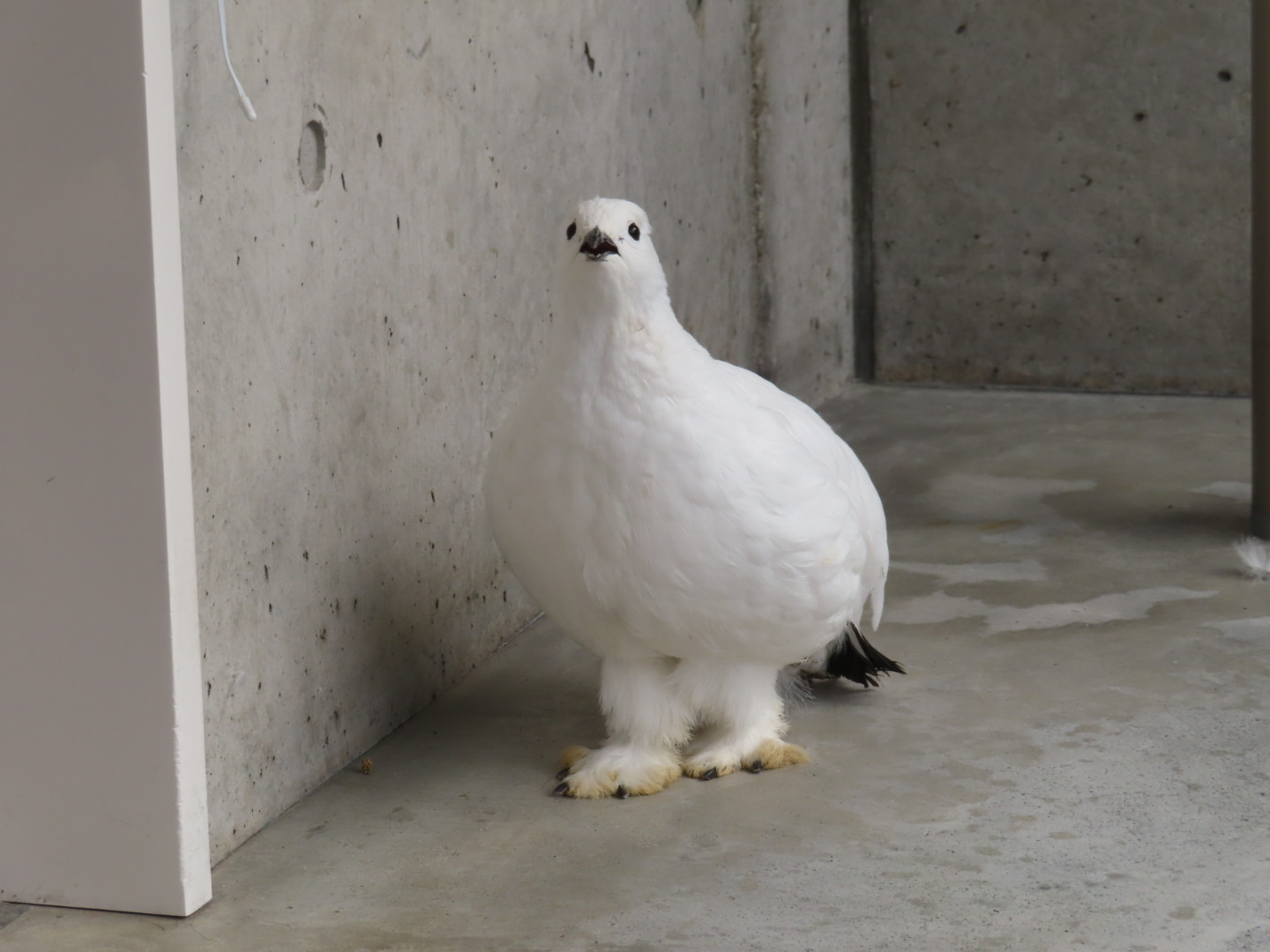 市立大町山岳博物館 付属園 公式 スバールバルライチョウのすいちゃん なんとも言えない顔が撮れました 大町山岳博物館 スバールバルライチョウ Svalbardrockptarmigan 気の抜けた顔 口開いてますよ 放心 T Co Tvqkrsbysy Twitter