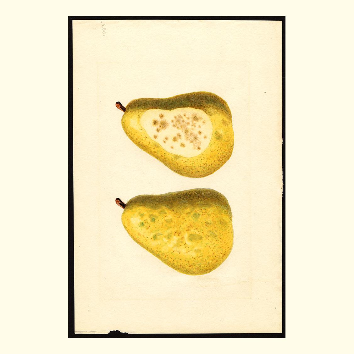 pomological's tweet photo. anjou pears, painted by james marion shull, 1918 https://t.co/b5KpNoqCq4