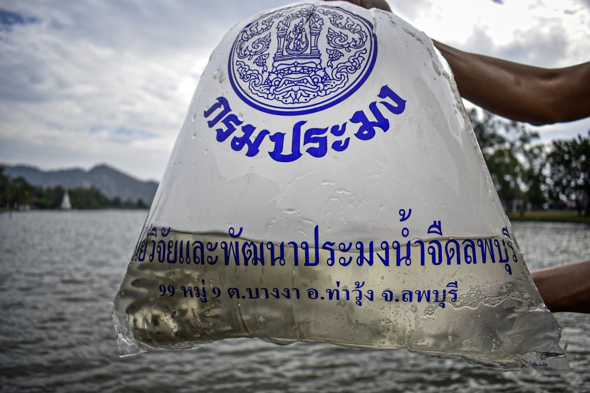 swcom2020's tweet photo. "ปล่อยปลานวลจันทร์ " 
 
รพศ.3 รอ.นำกำลังพลจิตอาสา ร่วมกิจกรรมปล่อยปลานวลจันทร์ จำนวน 6,000 ตัว เพื่อน้อมรำลึกในพระมหากรุณาธิคุณ เนื่องในวันคล้ายวันพระบรมราชสมภพ พระบาทสมเด็จพระบรมชนกาธิเบศรมหาภูมิพลอดุลยเดชมหาราชบรมนาถบพิตร 5 ธันวาคม 2564 ณ สระน้ำหน้า บก.รพศ.3 รอ.  

#กองทัพบก https://t.co/SeQf326Cvb