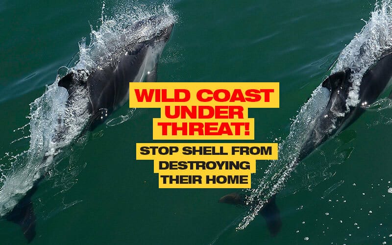 Siyadino's tweet photo. ⛔  WE WON’T STOP FIGHTING ⛔
@Shell must immediately STOP oil and gas exploration off SA's Wild Coast. The future is renewable: There is no room for fossil fuels or #FossilFools: https://t.co/noTr8SGJr7
@News24
#ToHellWithShell
#SaveTheWildCoast 
#OceansNotOil https://t.co/sB5VYiwMIR
