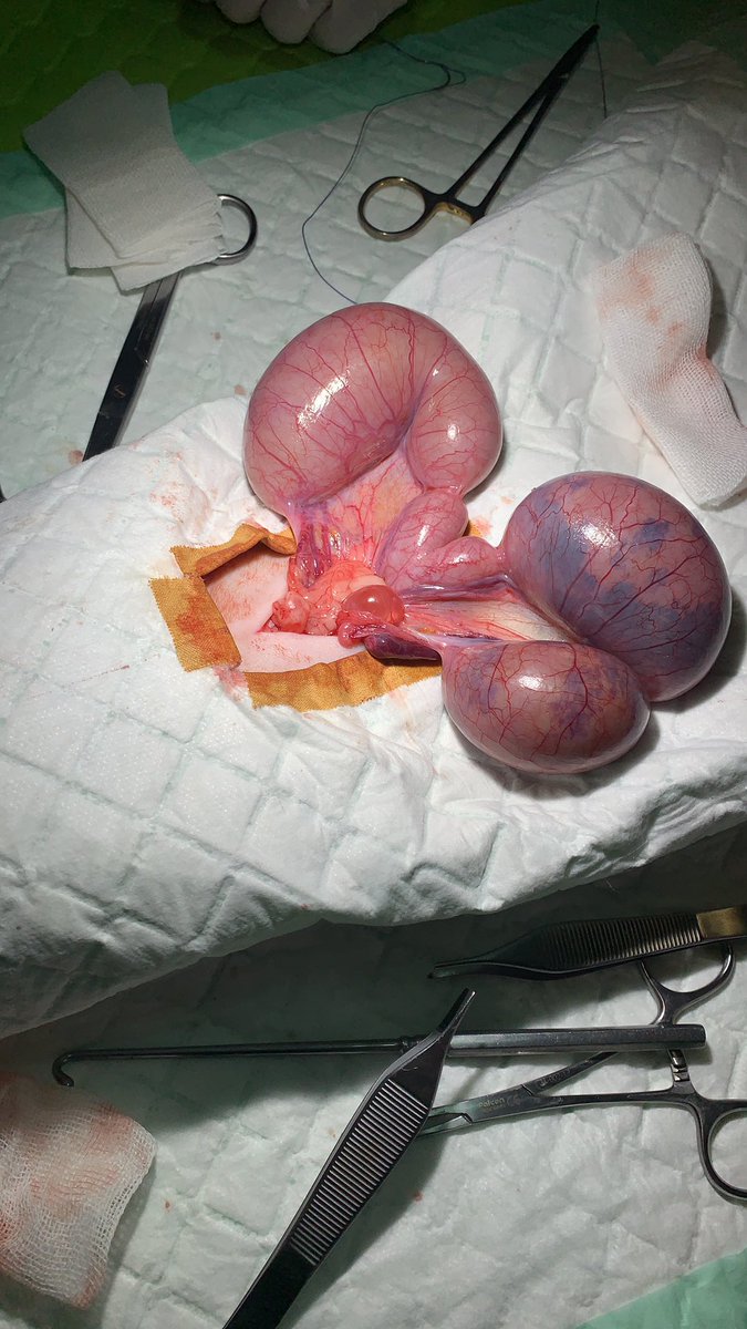 izzurifqi_'s tweet photo. Pyometra
Adalah kasus pada hewan betina dimana rahim atau saluran reproduksi mengalami infeksi dan ditndai akumulasi nanah didalam rahim. Ditndai dengan berhentinya birahi, dan kegagalan pembuahan saat masa kawin. Tindakan bisa dilakukan dengan Ovariohisterektomi / steril https://t.co/0escbZEWCa