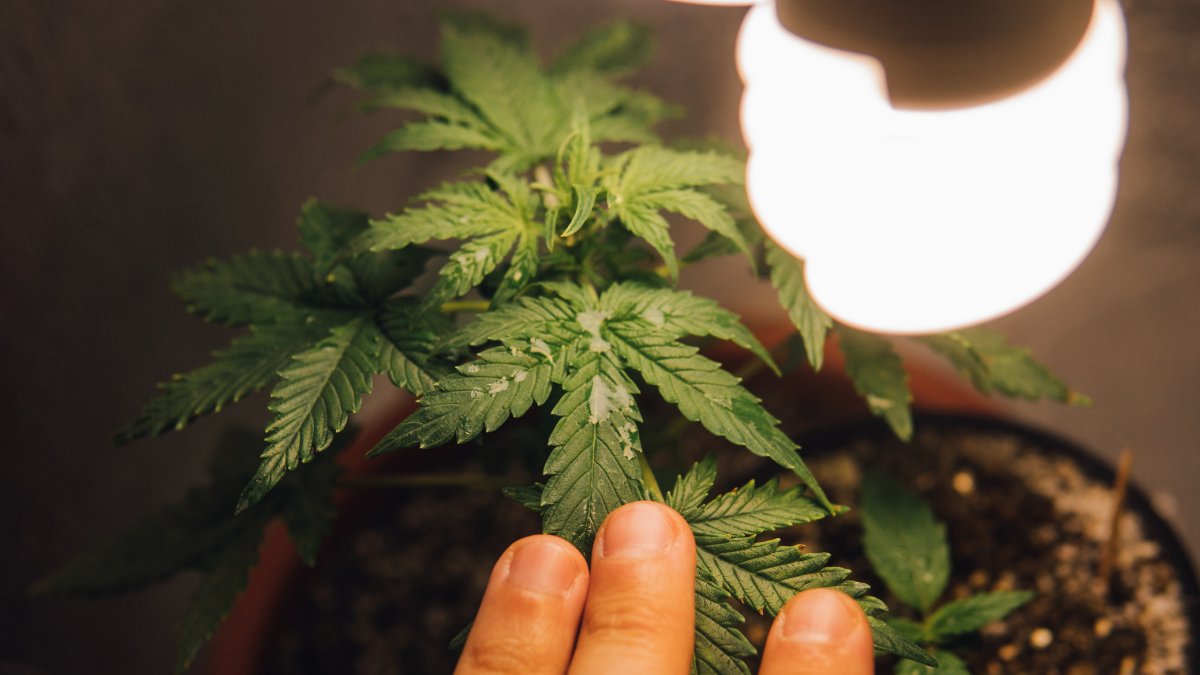 CBDLearningBase's tweet image. There&apos;s no legal way to purchase cannabis in Virginia without a medical card but you can grow it. This has led to Cannabis home growing becoming more popular.
bit.ly/3onACGQ

#Marijuana #CannabisLegal #cannabisculture #cannabismedicinal #CBD