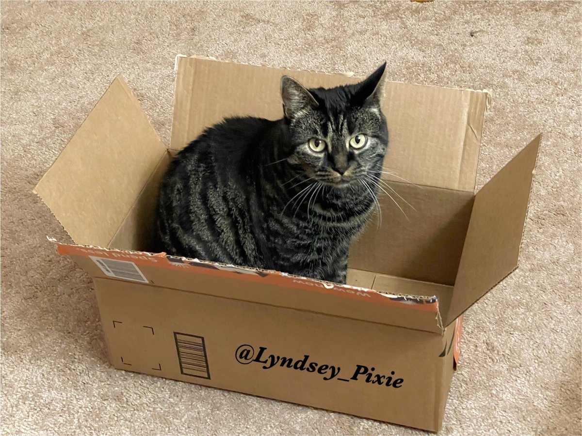 Lyndsey_Pixie's tweet photo. When mom calls me & I donβt come out of hiding she puts a cat trap down so here I am.πΊπ¦ #CatBoxSunday #CatsOfTwitter #HowToCatchACat #SundayMotivation https://t.co/DH1qO15CVd