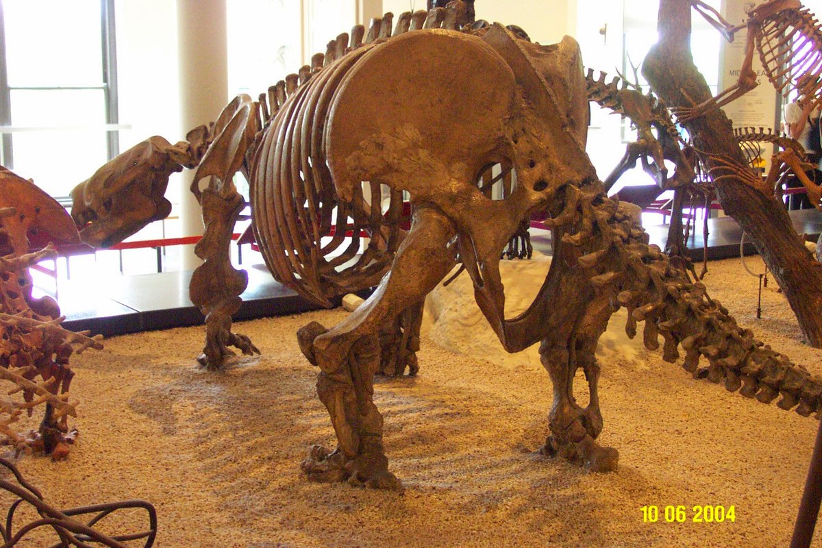 docsloth's tweet image. My first #SlothButt and AMNH visit. Super old school and many many moons before I even knew @slothgirlmel!