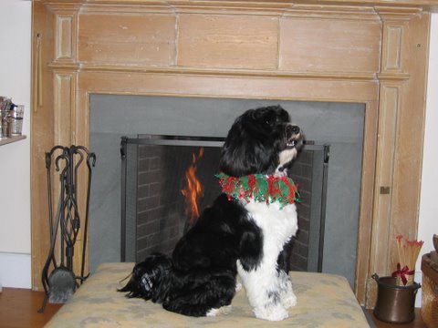 Ann_NYC's tweet photo. @emma__jenner1 It has been 3 years since Lizzie passed away and I am still crying. I still cannot get over the fact that she is gone. https://t.co/xJXcoVsDE4