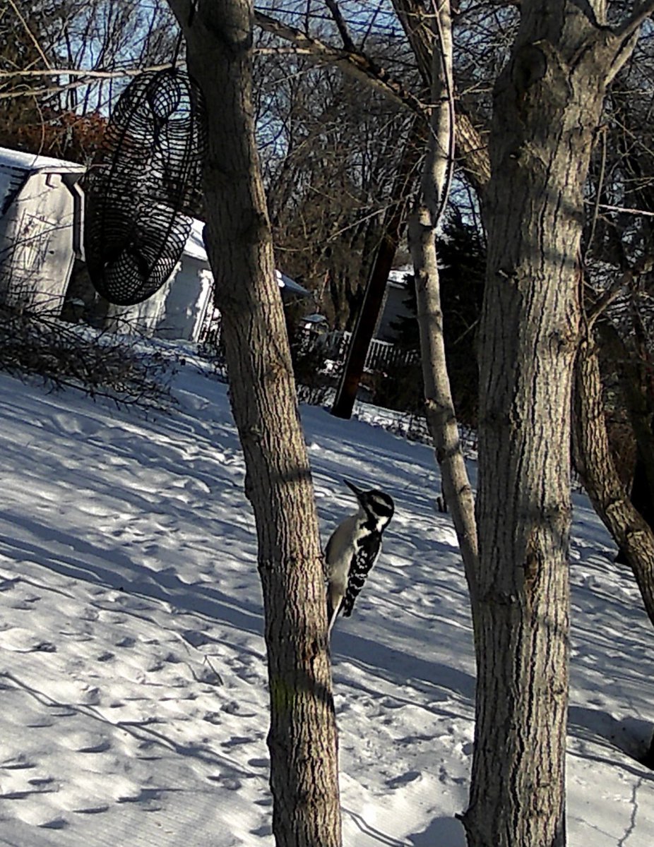 heidi_paterson's tweet image. #notasquirrel