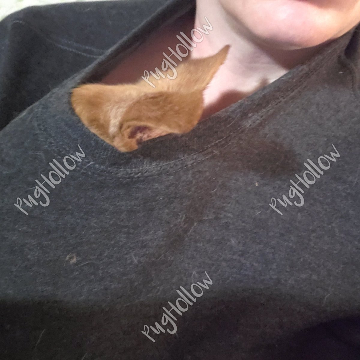 PugHollow's tweet photo. Attack of the North American Pouch Chihuahua! (Chompsky got cold...) #Chompsky #Silly #DogsOfPughollow https://t.co/HDup6lWLWZ
