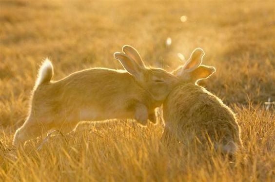 RabbitEveryHour's tweet photo. https://t.co/7YMstPzorG
