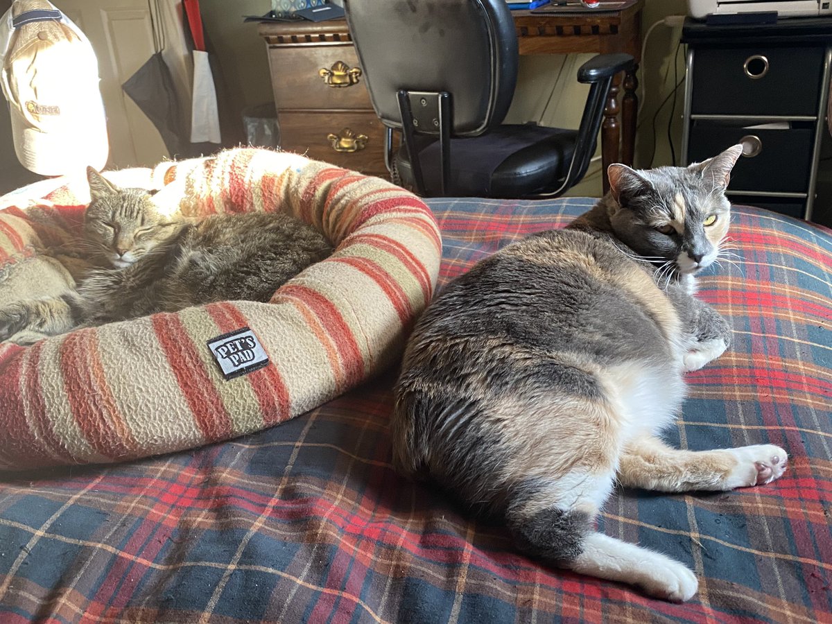 Hollywood_Ken's tweet photo. @evo_axiom They save me all the time. They are happiness wrapped in fur. #GetCats ❤️ https://t.co/OSAKyO59uY