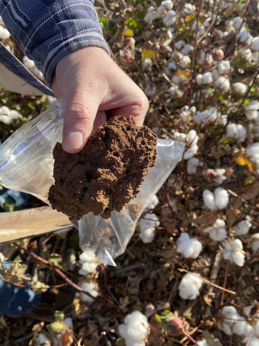 Veronica Acosta Martinez tweet media