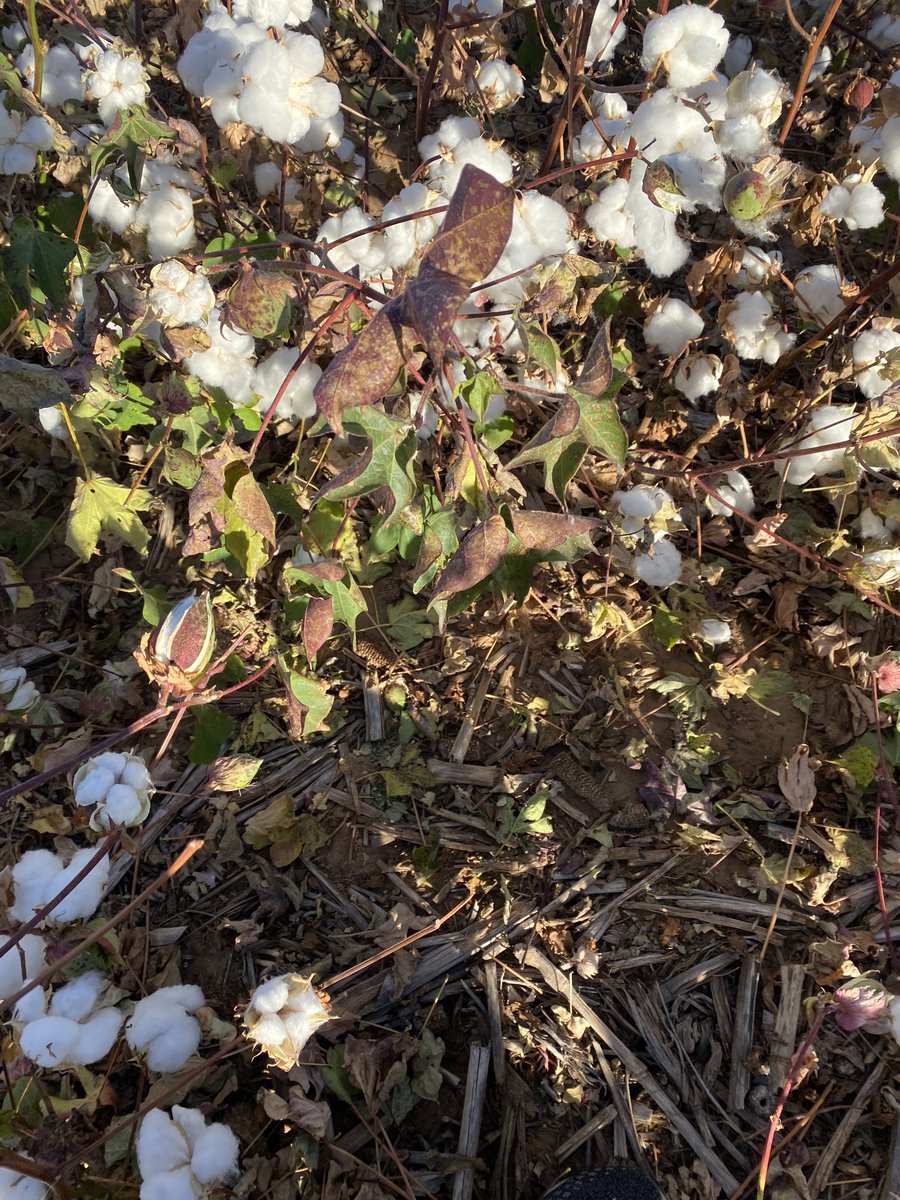 Veronica Acosta Martinez tweet media