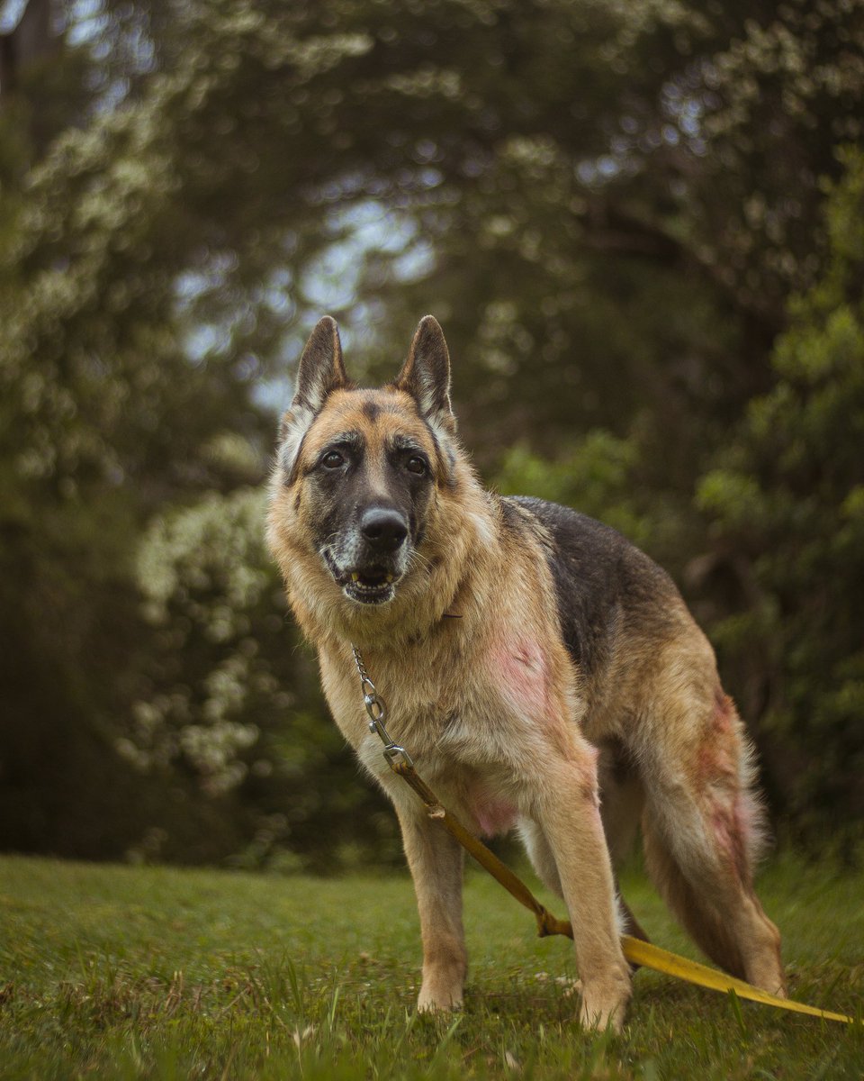 kaeldotis's tweet photo. @MccallBrionne Here's Regina, my grandfather's current German Shepherd. She's a bit old now...

The Shepherd he had when I was a kid was a male named Rex, so Regina was named in his memory. https://t.co/9oN516oXeM