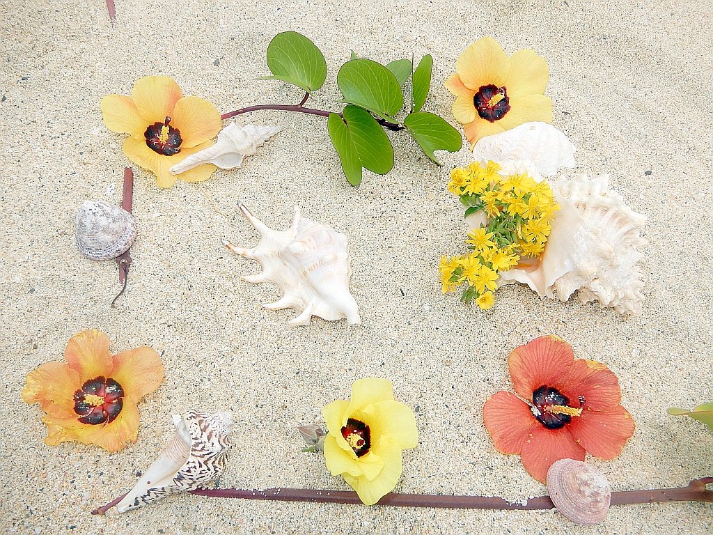 海辺の風景 カラフルなオオハマボウの花と貝殻のコラボが綺麗です。 奄美 amami The collaboration of colorful beach hibiscus flowers a