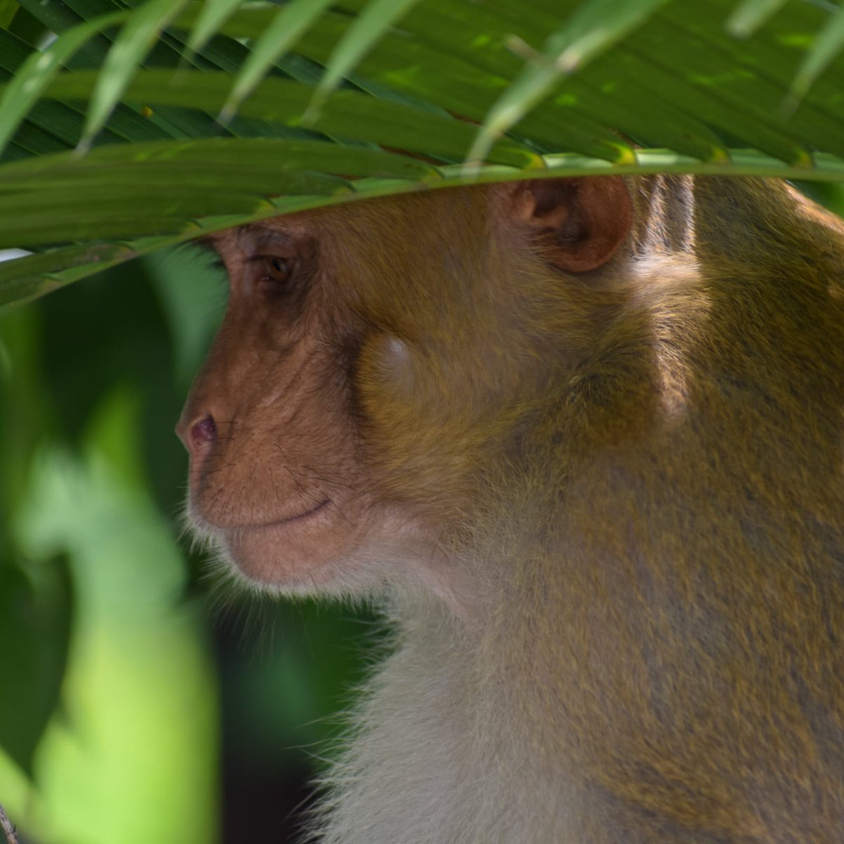 AlaukikaS's tweet photo. I know theme of #AnythingButBirds was Wed-Thu but sharing cause often whn I try birding, I stumble upon everything else too! Sharing a Macaque hiding frm sudden shower, a curious crab (eyes!), a cautious rat snake surveying, &amp; a scorpion fly! @IndiAves https://t.co/RDpAgmYzKv