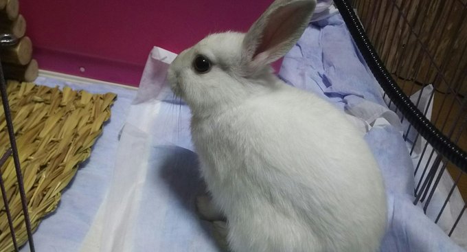 我が家に新しい子が来ました
ラムといいます、どうぞよしなに。 