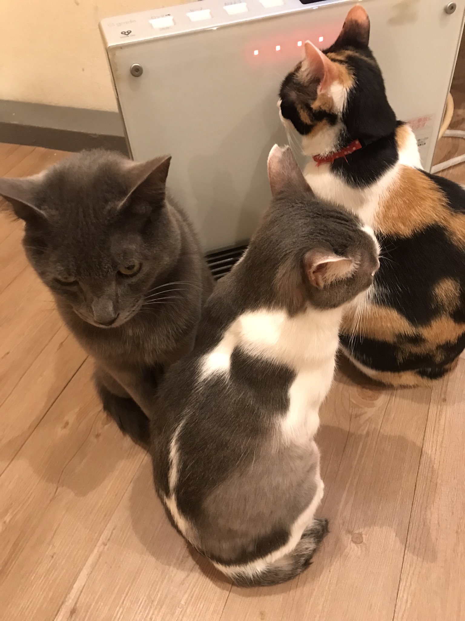 猫カフェtango Tango Twitter