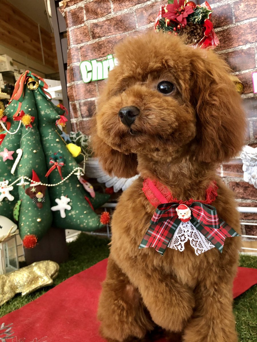 LilofTinypoo's tweet photo. トリミング行ってきました✂️
もう12月、寒くなってきましたねぇ〜⛄️ https://t.co/SpY7wfQJqi