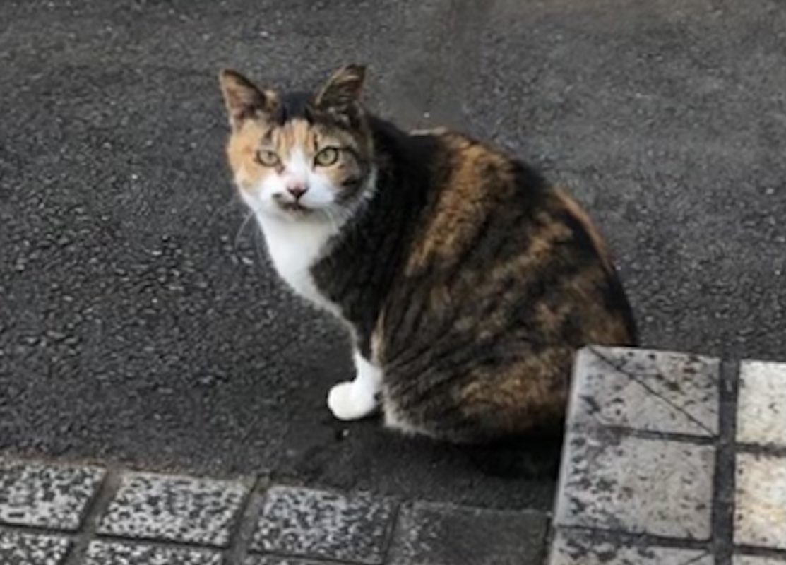 HIROMORITATOKYO's tweet photo. 近所猫
neighborhood cat
gato vecino
#gato #chat #mao #kazte #kedi #고양이 #বিড়াল #बिल्ली #猫 #Кот #قط #Kat #Katt #Paka #แมว #Kissa #猫好きさんと繋がりたい #猫のいる生活 https://t.co/bTAEwuu8EA