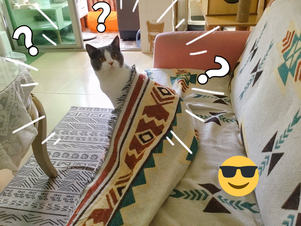 Where am I ? Who am I ？#Caturday #Catchphrase #Cat