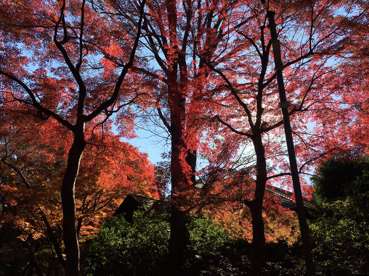 ______yssssss's tweet photo. #紅葉 #浴恩館公園 #小金井 https://t.co/Ah6qdjrmB0