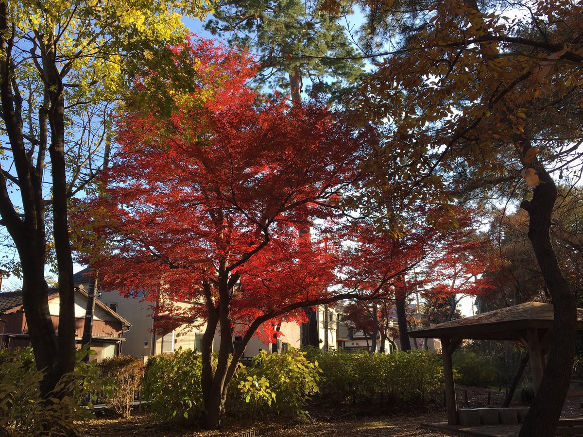 ______yssssss's tweet photo. #紅葉 #浴恩館公園 #小金井 https://t.co/Ah6qdjrmB0