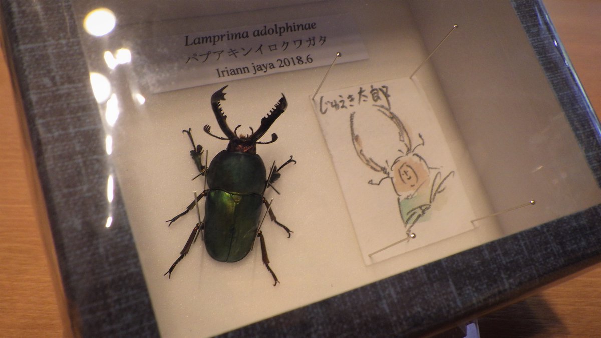 ロクトshop ゆるふわ昆虫大百科 や すごい虫ずかん など数々の作品でコラボされている じゅえき太郎さん Juekitaro と須田研司先生 Kenjisuda1 の新作のご案内 今にも動き出しそうな昆虫と 描きおろしのゆる いイラストが素敵な昆虫標本です