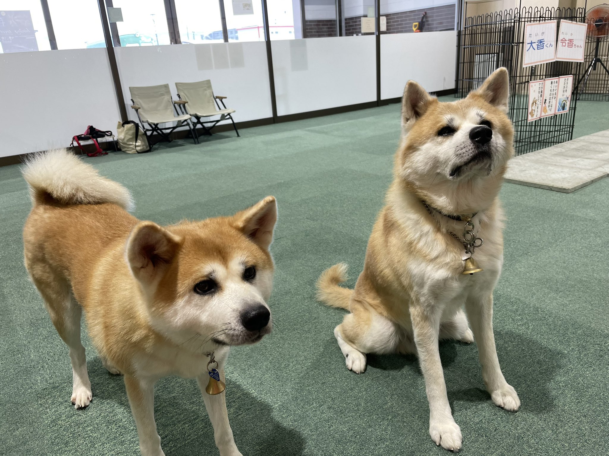秋田犬の里 公式 本日12月5日 日 午後の部 13 15 16 45 は 赤毛の男の子 大香 たいが くん 8歳 と女の子 令香 れいか ちゃん 2歳 がお出迎え中です 久々のお出迎えを楽しんでくれてるかな Come Say Hello To Taiga Reika Friendly Fam