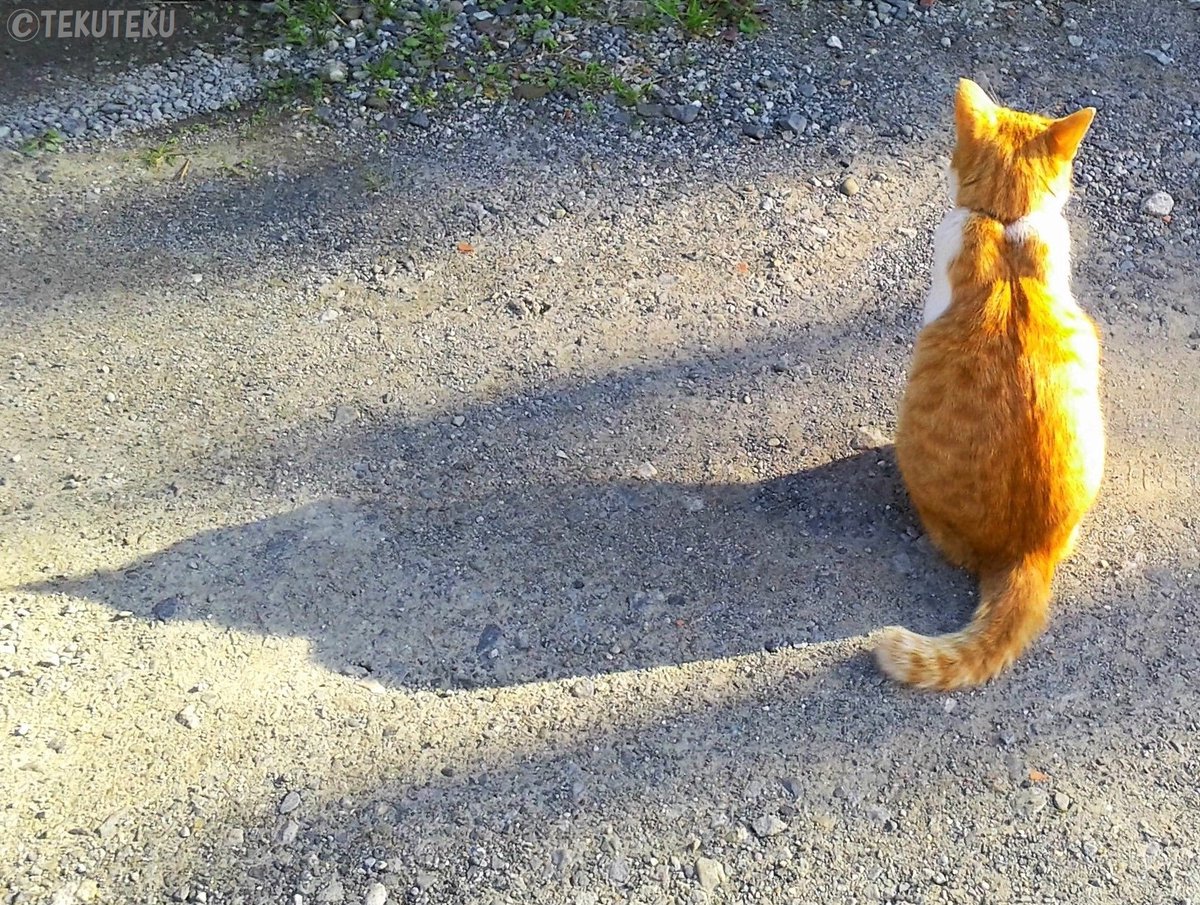まあオイラなんかフォローしてもたまに上手いことを言うのと猫と人の優しいイラストとセンス抜群の猫写真を見ることができるだけなのでね～😆🐱🎶
 #自画自賛 ✨
 #猫好き 💕
 #フォローミー ✨ 