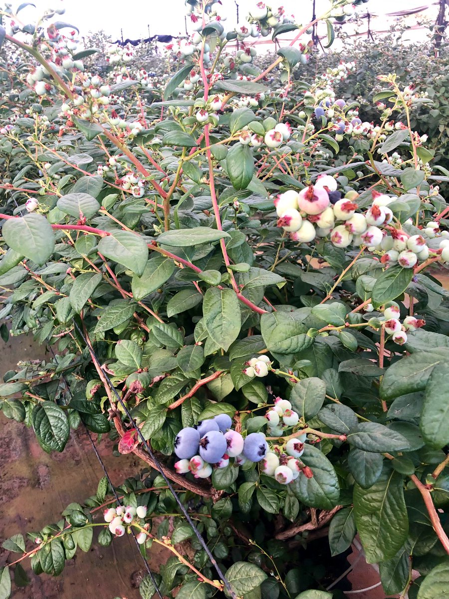 ChrisLandauUSA's tweet photo. Los blueberries (moras azules o arándonos) son nativos de 🇨🇦 y el noreste de 🇺🇸, pero ahora se están cultivando con mucho éxito en 🇲🇽. Jamás los había encontrado tan grandes y sabrosos. Comercio agrícola=prosperidad. ¡Felicidades y gracias por la hospitalidad jaliciense @romog!🫐 https://t.co/vHsllipbzZ