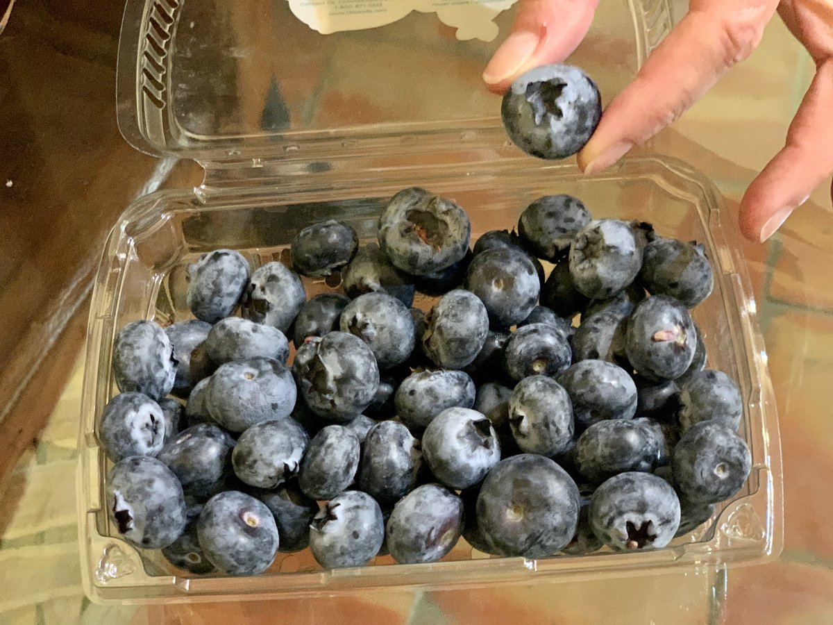 ChrisLandauUSA's tweet photo. Los blueberries (moras azules o arándonos) son nativos de 🇨🇦 y el noreste de 🇺🇸, pero ahora se están cultivando con mucho éxito en 🇲🇽. Jamás los había encontrado tan grandes y sabrosos. Comercio agrícola=prosperidad. ¡Felicidades y gracias por la hospitalidad jaliciense @romog!🫐 https://t.co/vHsllipbzZ