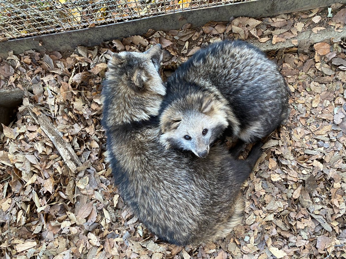 alps_park_zoo's tweet photo. タヌキ夫婦のアーちゃんとパウル。
とある日のお昼寝、上から見てみると…
エ!?!?!完全にハートですよね!?!?!?かわ!!!!!!!
#長野県 #松本市 #アルプス公園 #小鳥と小動物の森 #動物園 #タヌキ #狸 #たぬき #racoondog #racoondogs #nagano #matsumoto #matsumotoalpspark #zoo https://t.co/lXA5HACcfF