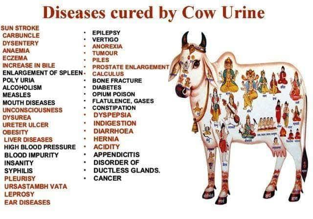 BongPageantry's tweet photo. Medical value of Cow Urine 
#indianeedsapology https://t.co/MIY7rbvhZy
