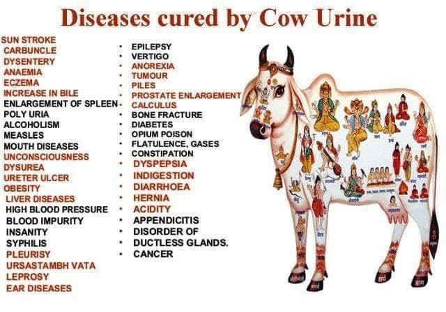 miss_abhipsha's tweet photo. Indian ayurveda was much ahead of time and that's the reason we Indians know the benefits of our holy cow and not just about the enzyme proteins after consuming  it. You have no right to demean a holy practice! @NawatTv @MissGrandInter #Indianeedsapology https://t.co/PFHSeFyTsK
