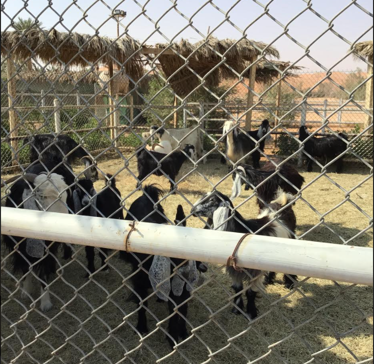 BISR Diplomatic Quarter Primary School 🇬🇧 tweet media