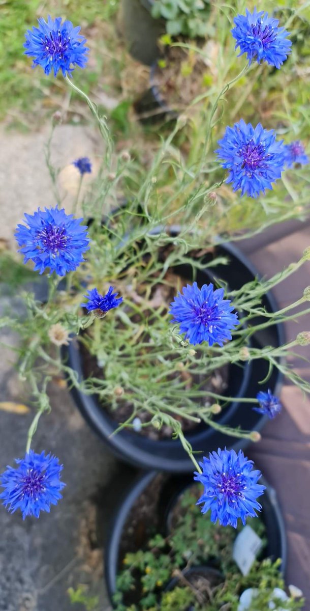 Mini_Lemons's tweet image. Bluuue