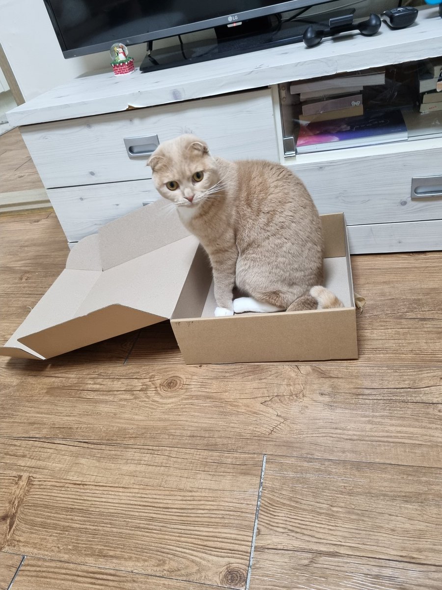 Dooos24's tweet photo. #NFT #NFTartists #opensea 
#마미손 #mommyson #suflex #cat 
마미손 수플렉스 Suflex 후드티
생각보다 따듯하고 이쁘고
그냥 마미손이 잘됬으면해서 샀던건데
아주 만족스럽습니다.
저희 고양이는 옷보다는 ���자에 더
관심이 있네요ㅎㅎ https://t.co/dSwOnooZmt