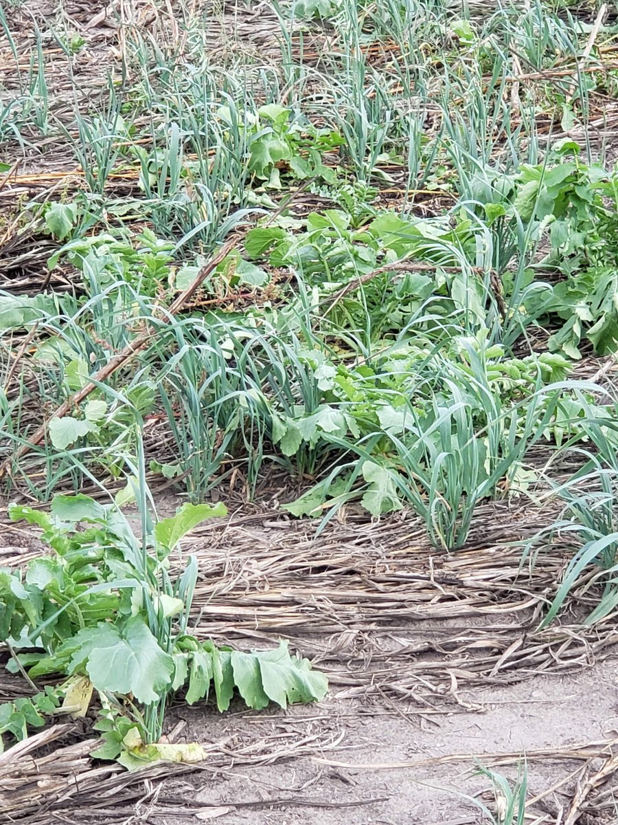 I enjoy working to protect the #soil. #SoilHealth begins by growing #covercrop on your field to protect the soil. Happy #WorldSoilDay #womeninag