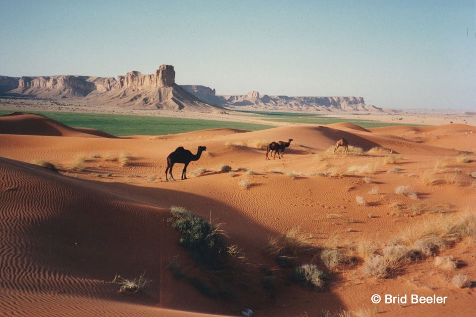 ريم البسّام tweet media