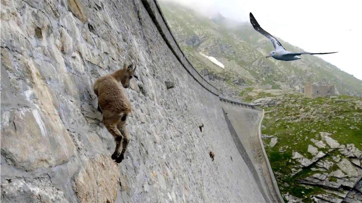 GalacticAlbatrX's tweet photo. #Life on the edge. Some species adapt to precipitous lifestyles. #Humanity has no such skill and no time to adjust to the #ClimateChange that is about to challenge its existence.
Stone edifices like this dam will endure far longer than #mankind, observes the #WanderingAlbatross. https://t.co/F06RCB4T2H