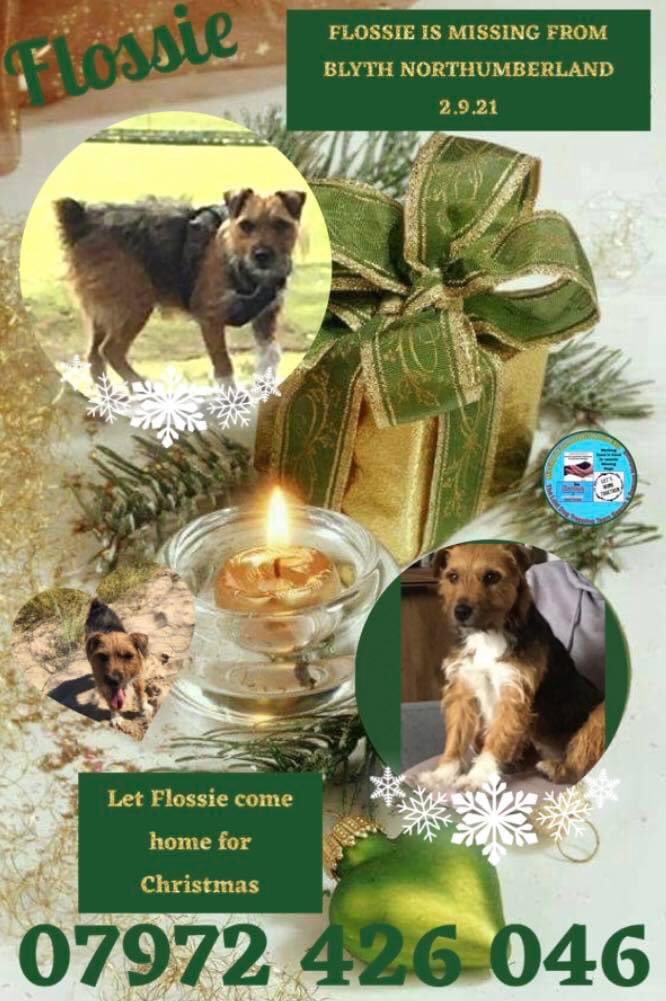 FindFlossie's tweet photo. FindFlossie’s #AdventCalendar sharing some of the missing & stolen #dogs and #cats we have met in the search for @FindFlossie 🎄❤️🎄#FindMargieRuby #FindZucco #helpfindflash #HelpFindKobe #findwillow and our #Christmas2021 wish✨ Bring them all home safe✨ #TogetherWeAreStronger https://t.co/rUKpk2hSy3