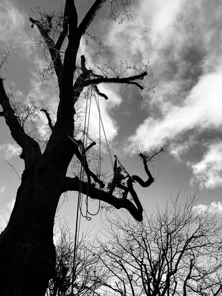 franksforestry's tweet photo. WHAT IS ARBORICULTURE?           
It is a question we will all have been asked over the years. We might respond with a technical definition,
something like "the science and practice of the cultivation, establishment and
management of amenity trees for the benefit of society." https://t.co/2xjbumA32Q